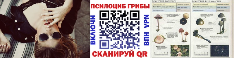 гидра маркетплейс  Циолковский  Галлюциногенные грибы Psilocybe 